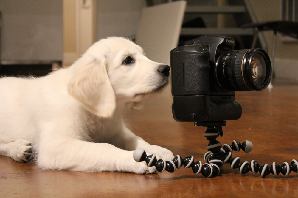 puppy photography