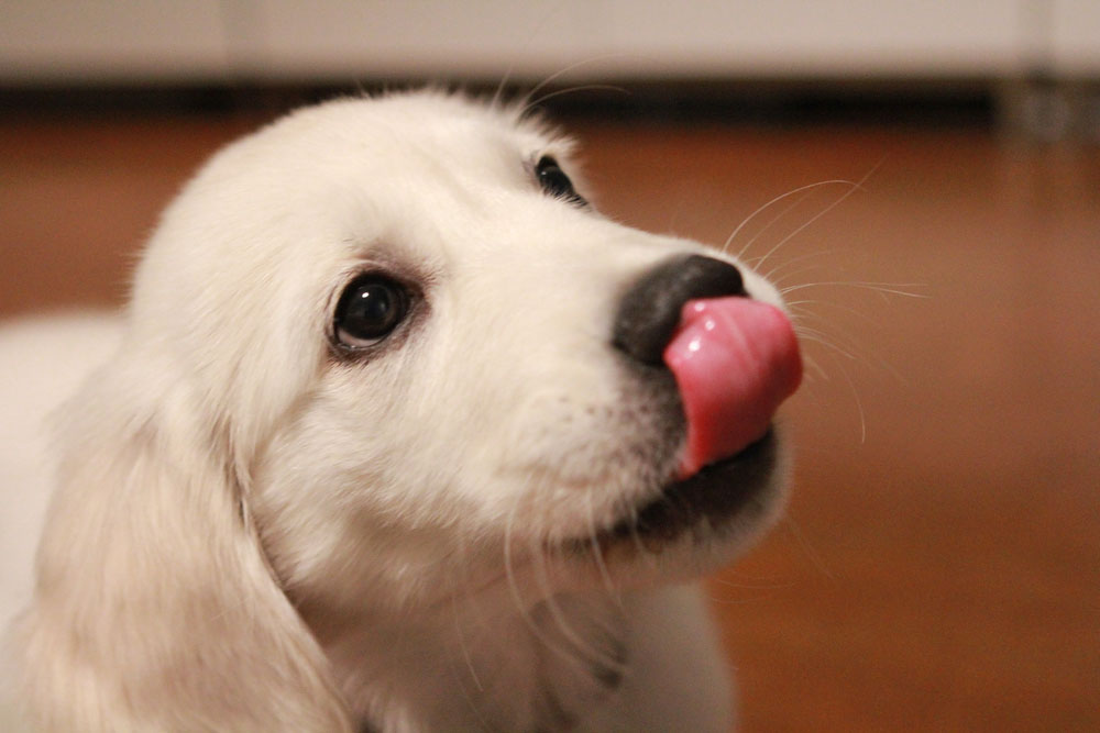 puppy smacking lips