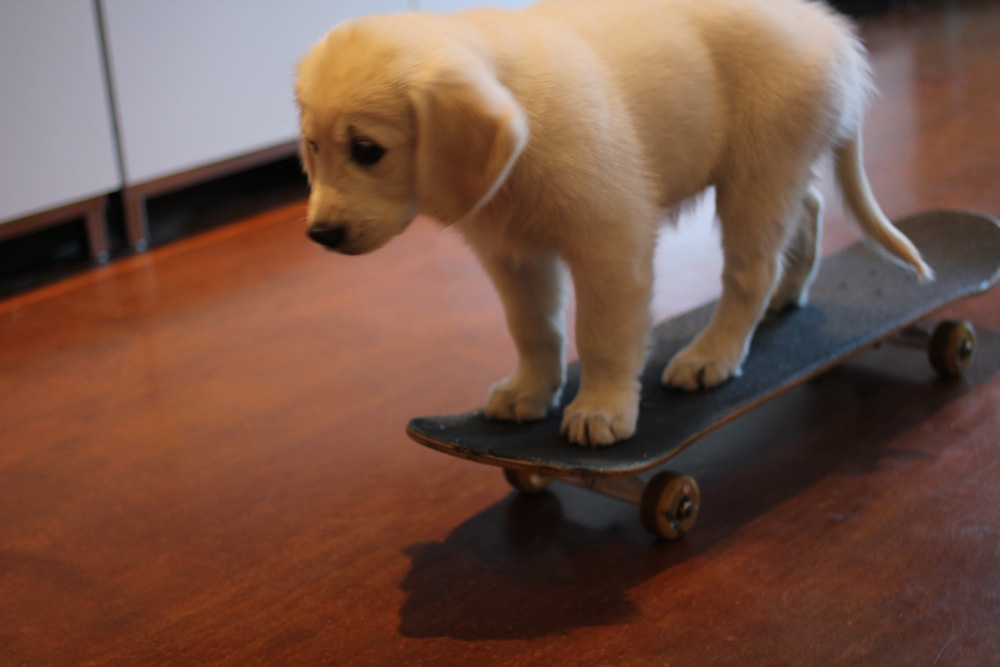skateboard puppy
