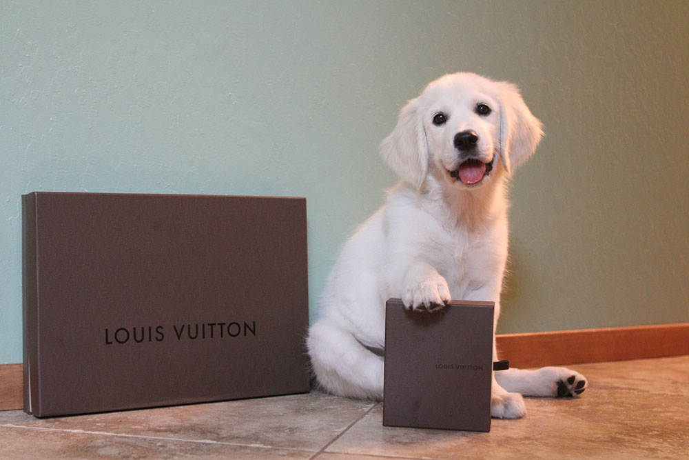 louis vuitton dog