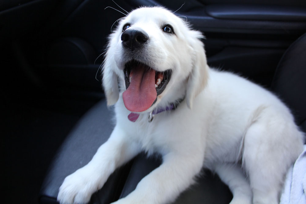 happy puppy car ride