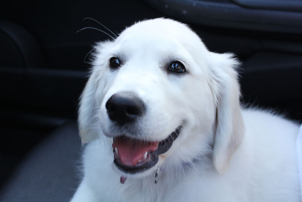 happy puppy in the car