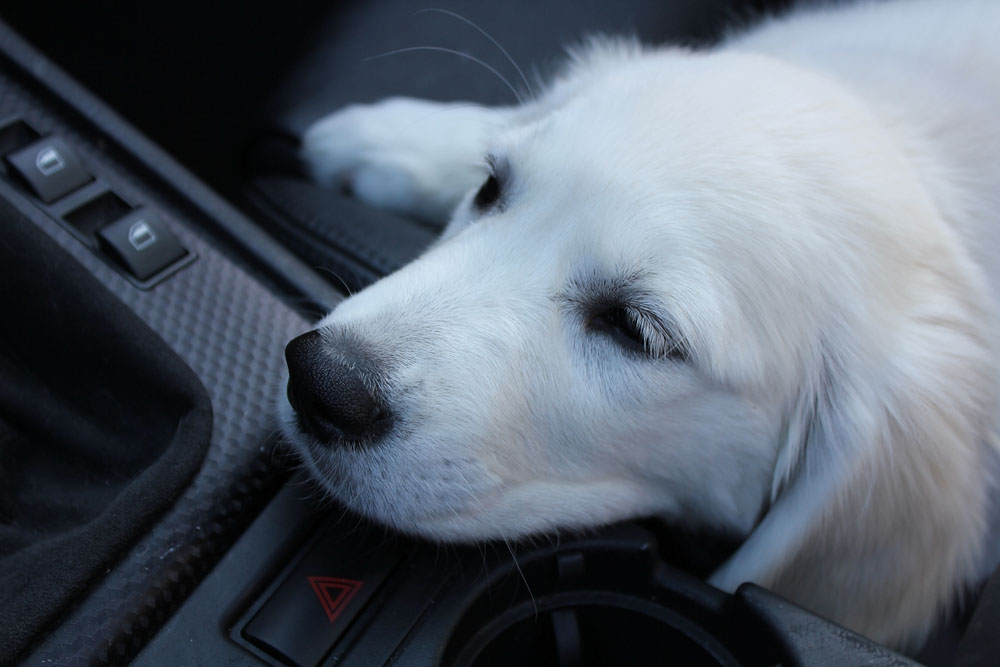 puppy sleeping in car