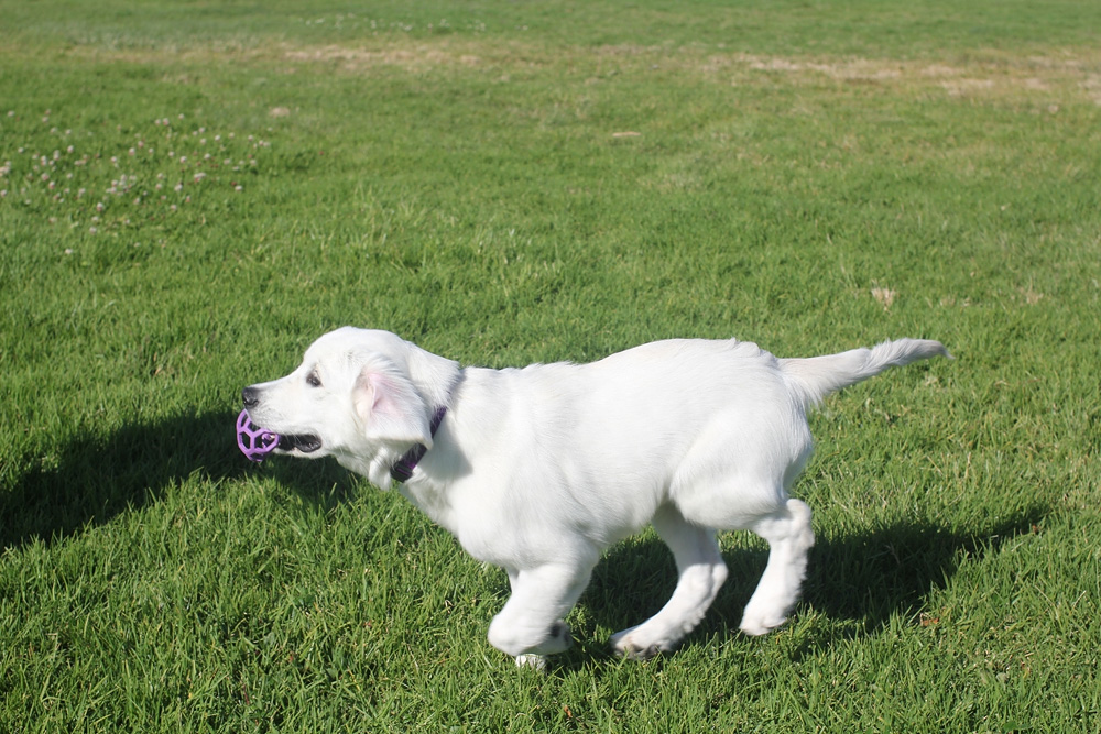 Teach your puppy to fetch
