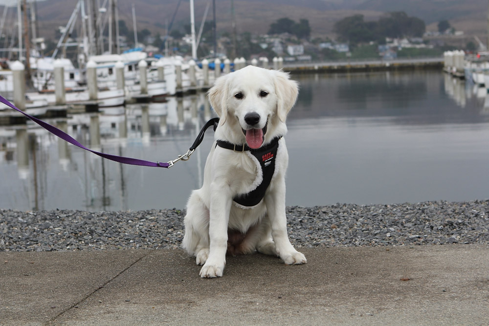 puppy on the harbor