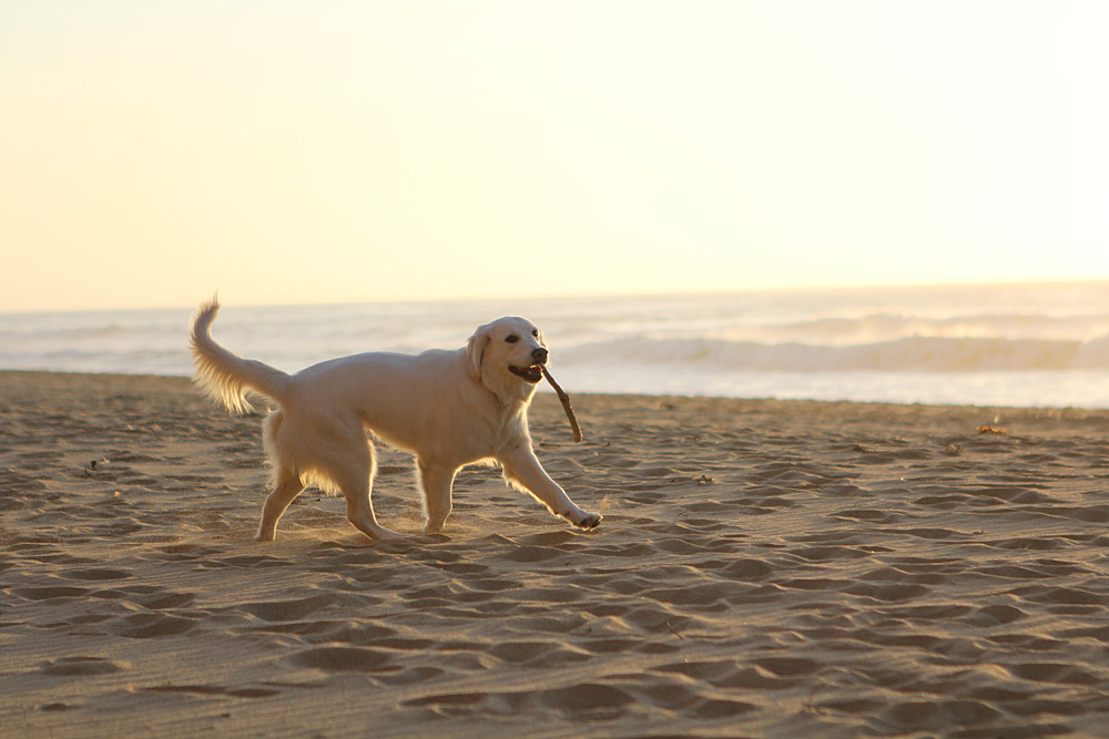 Dog sticks at beach