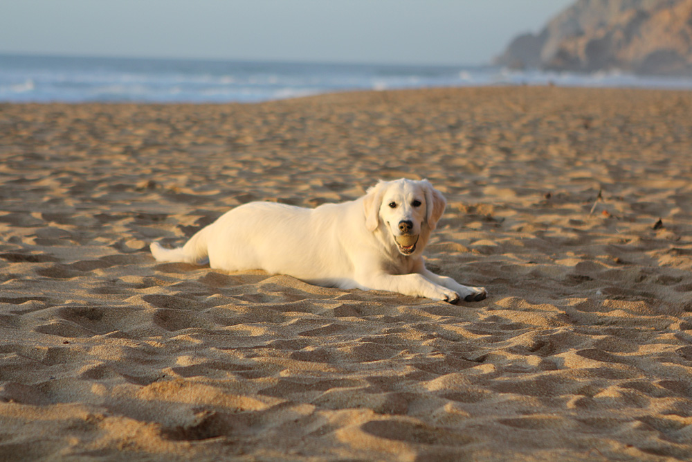 Cutest dog at the beach
